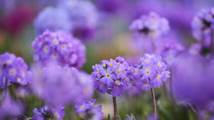 Fototapeta premium Primula denticulata