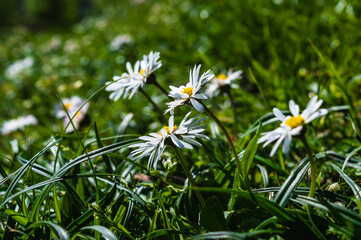 Little white daisies in the grass on a sunny spring day