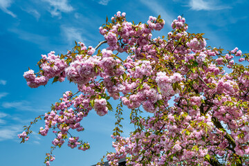 A Japanese Cherry Tree with a clear blue sky in the background. Closeup picture of a branch