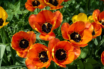 A closeup picture of orange tulip flowers in a garden