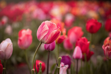 Obraz premium Im Tulpenfeld