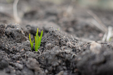 A bush of young grass grows