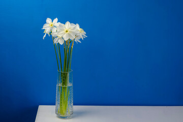Daffodil narcissus flowers bouquet on a blue background copy space for text in a glass vase