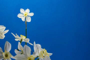 Fototapeta na wymiar Daffodil narcissus flowers bouquet on a blue background isolated copy space for text