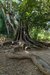 Giant tree at Quinta das Lágrimas garden, Coimbra, Portugal
