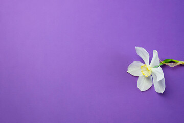 Daffodil narcissus flowers bouquet on a lilac violet background flat lay frame top view, free copy space for text