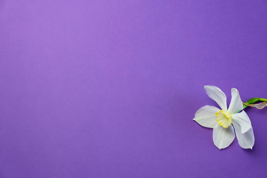 Daffodil narcissus flowers bouquet on a lilac violet background flat lay frame top view, free copy space for text