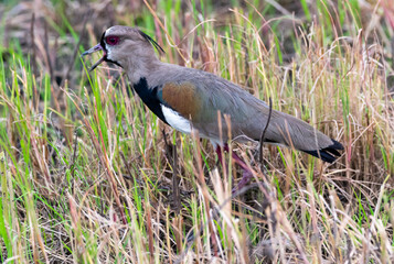 Vanellus chilensis - Tanga
