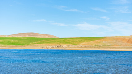 View of sheep flock on a field near the lake.