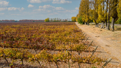 Naklejka premium aerial view vineyards of fine grapes in the fall