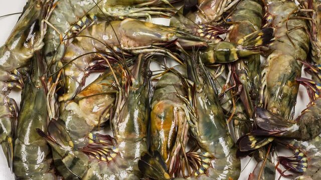 Black tiger prawns close up rotation on white background.