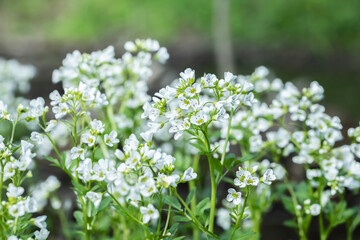 Large bitter-cress (Cardamine amara).