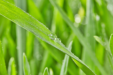 Rain drop on grass leaf