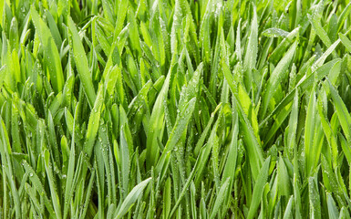 Fototapeta na wymiar Wet grass