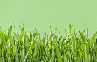 beauty  symbol  summer  outdoors  fresh  design  rain  wet  sign  plant  real  gift  leaf  grass  freshness  growth  decoration  sun  gardening  lawn  large  no people  dew  horizontal  springtime  cu © goir
