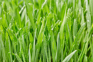 Fresh rain on grass