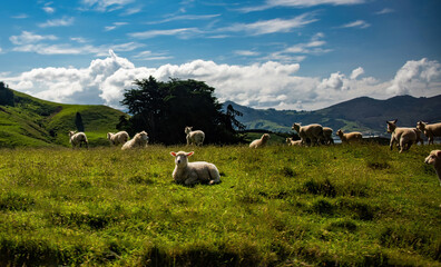Fototapeta premium Scenic View with Sheep in Dunedin, New Zealand