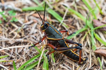 Nymph stage eastern lubber grasshopper (Romalea microptera) - Crystal River, Florida, USA