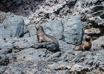 New Zealand Fur Seals at Akaroa Harbour