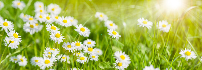 panoramic banner with daisies in grass