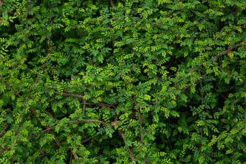 Full frame texture of small green leaves