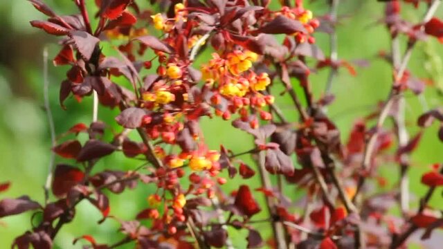 Blooming barberry.
The shrub of ornamental barberry is beautiful both during flowering and with fruits.

