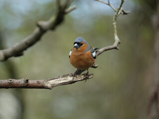 Fototapeta premium male chaffinch (Fringilla coelebs) perched on tree branch
