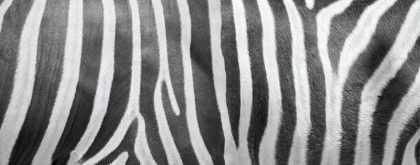 Fototapeta na wymiar Long sheet of zebra leather