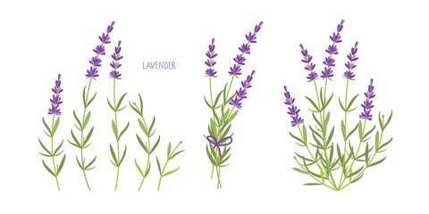 Lavender plant set. Vector flat grass lavender. Lavender flowers collection isolated. For label, packaging, card. Healing and cosmetics herb. Medical plant. For natural and organic products. © Елена Кутузова