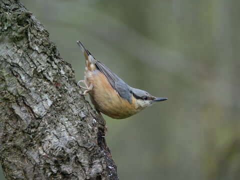 Eurasian Nuthatch (Sitta Europaea)