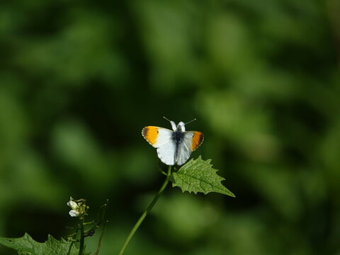 male orange tip butterfly (Anthocharis  cardamines) feeding on wild spring flower