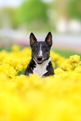 happy miniature english bull terrier dog posing in yellow tulips field