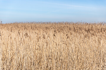 Phragmites australis. Esmoriz lagoon, Portugal
