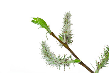 Spring blooming willow twig with catkins and leaves isolated on white background.