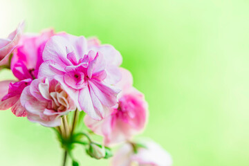 Pink pelargonium, also known as geranium. Gentle pink flowers of pelargonium, ornamental and medicinal plant.