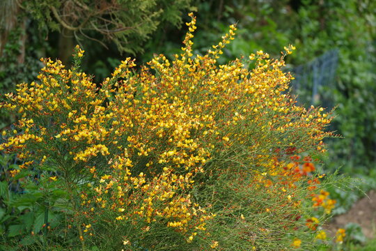 Ginsterbusch