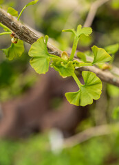 frische Blätter eines Ginkgobaumes