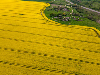 Blooming rapeseed field near city of Haskovo, Bulgaria