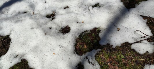White snow under the slanting rays of the sun. Melting wet snow lies on the ground and green grass. Fallen leaves on the ground and snow. from under the snow green grass is breaking through.