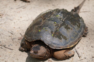 A snapping turtle.
