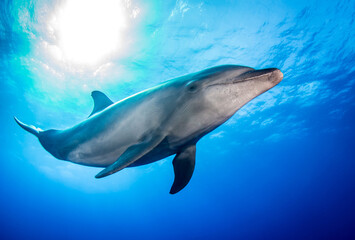 Obraz na płótnie Canvas Dolphin underwater