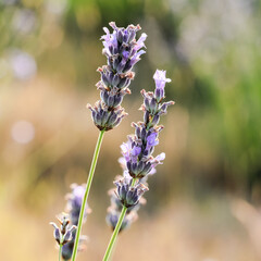 two ears of Lavendel close up with shallow depth of fields