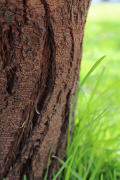 bark of tree