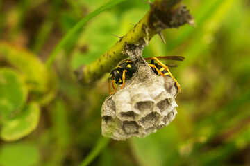 Wasp (Vespula vulgaris) on the guard of the wasp's nest 