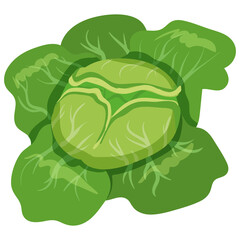 Cabbage with green leaves, healthy nutrition organic product. Vector hand cartoon draw flat trendy style white background