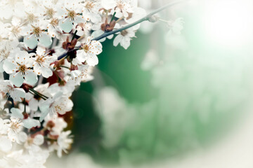 A gentle spring background with a place for text with a sprig of a blooming cherry tree with white flowers close-up on a blurred background and with glare from the sun.