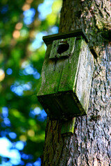 Domek dla ptaków na wysokim drzewie