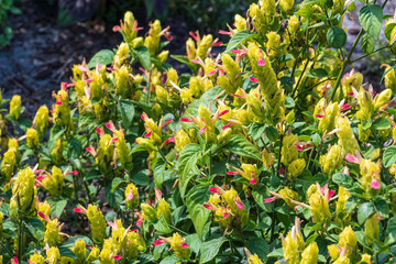 Mexican shrimp plant 