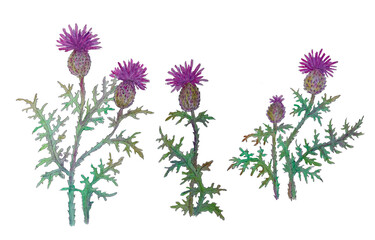 Hand drawn watercolor set with three thistles.