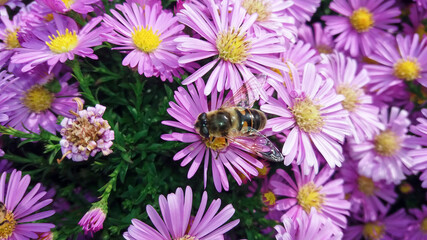 bee on a flower